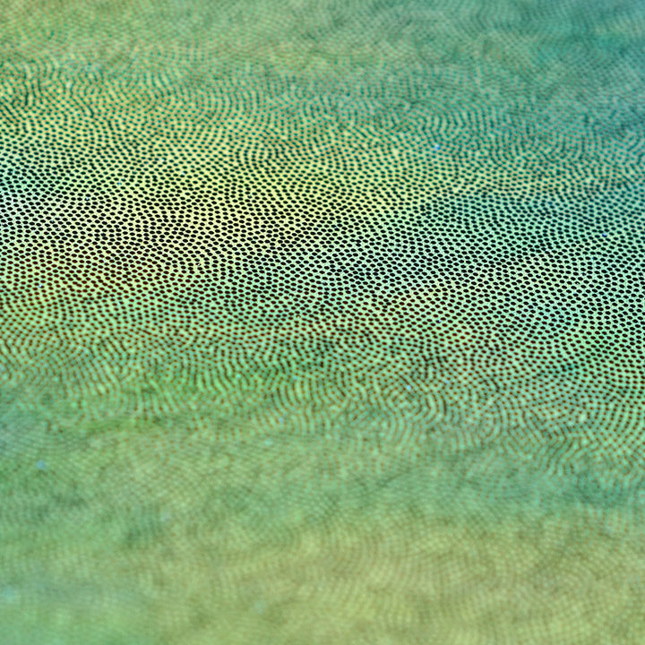 Holograph (Large)
